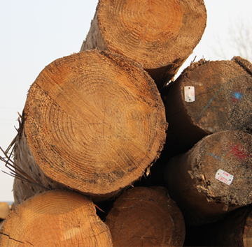 大型建築原木